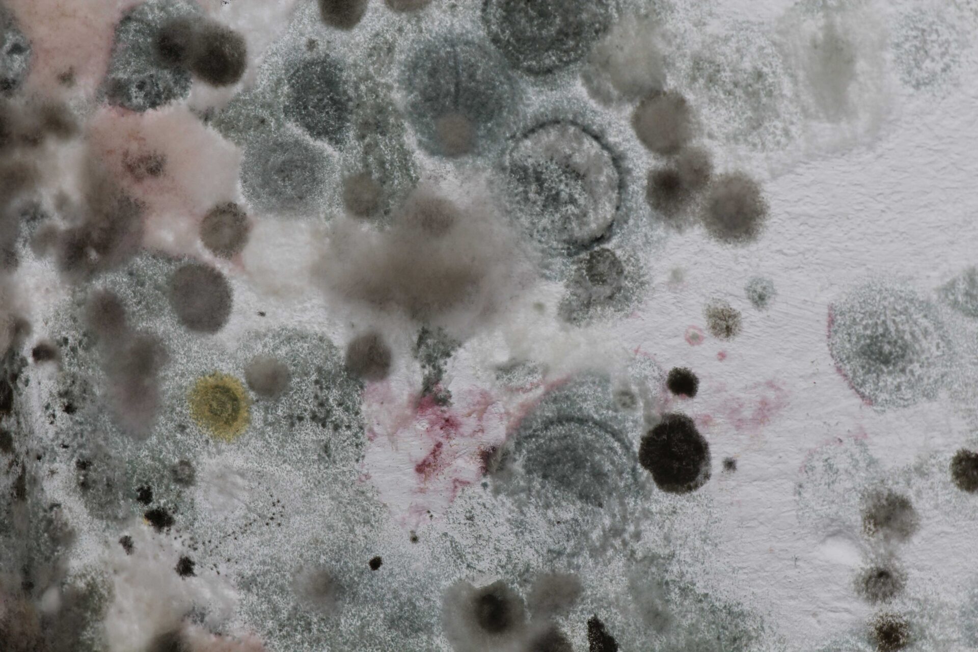 what is mould?