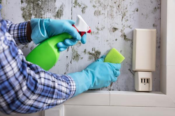 The Dangers of Mould: How to Prevent It from Growing in Your Home